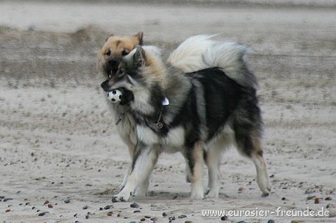 (Foto Goslar)_daenemark_2010_IMG_0687_Tranum_Strand.jpg